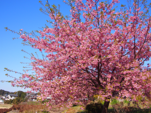 東大山桜まつり