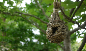 鳥の巣